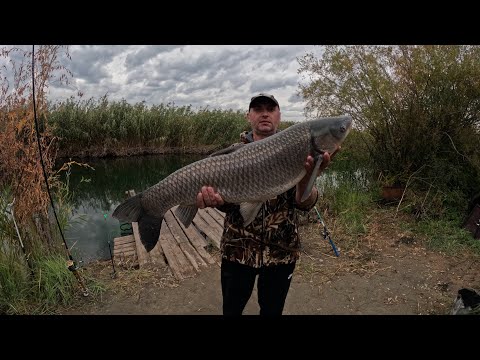 Видео: Дельта Реки ИЛИ. Попали на Осенний Жор Амура!!! Белые Амуры рвут снасти!!! 2 часть.