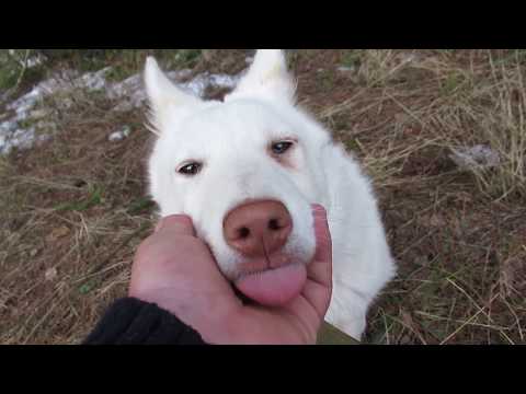 Видео: Злата одна в лесу