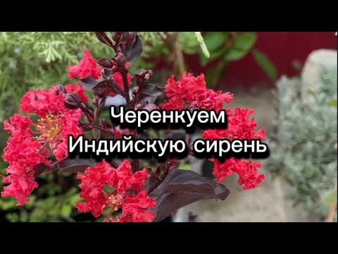 Видео: Индийская сирень / лагерстремия черенкование