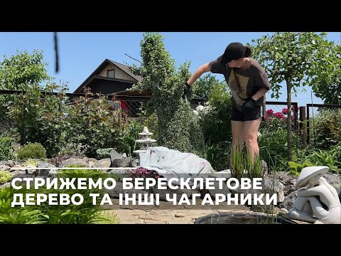 Видео: Стрижемо бересклетове дерево та інші чагарники