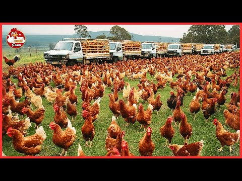 Видео: Органические птицефермы: как фермеры выращивают тысячи кур естественным путем