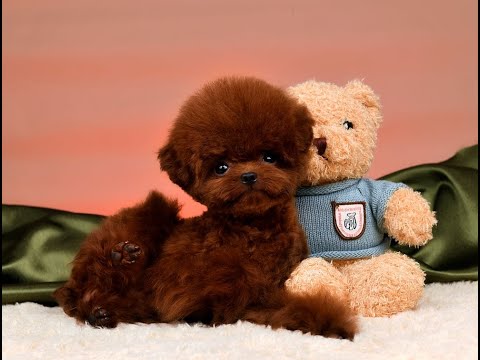 Видео: Пудель Микки  тедди тикап мини.