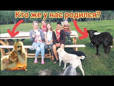 Видео: ✅ На ЧЕРНИЧНОМ ХУТОРЕ пополнение. Наш первый день в роли хуторян.