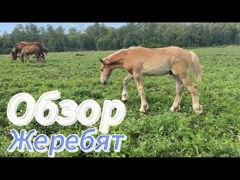 Видео: Небольшой ОБЗОР тяжеловозных ЖЕРЕБЯТ! Маленькие БЕЛЬГИЙЦЫ и ПЕРШЕРОНЫ 