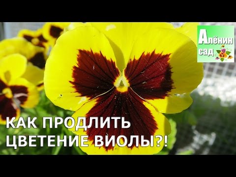 Видео: Как продлить цветение виолы?!!