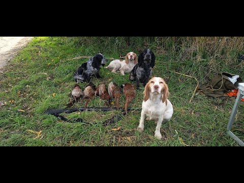 Видео: 9 выход - открываем сезон охоты на фазана