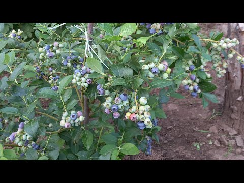 Видео: Все о цветочной почке на голубике