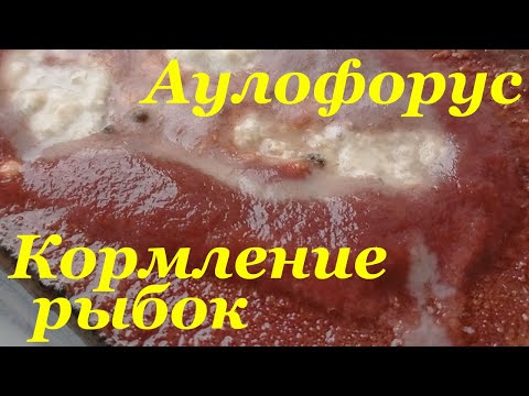 Видео: Аулофорус Живой корм для рыбок в домашних условиях