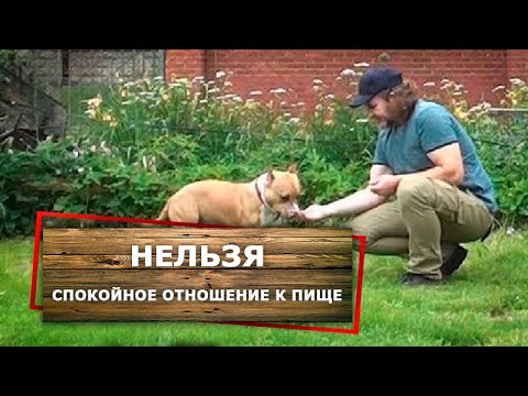 Видео: Как научить стаффа-пищевика команде НЕЛЬЗЯ и спокойному отношению к еде