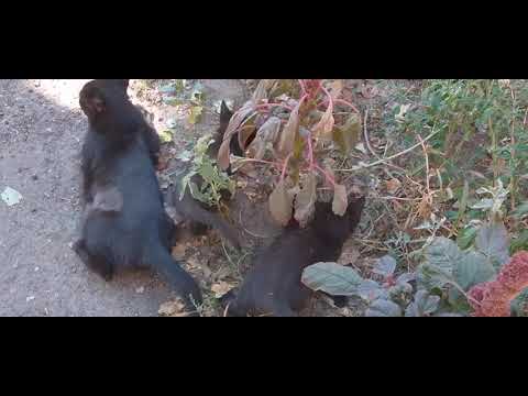 Видео: МЕНЯ ВСТРЕЧАЕТ ЧЕРНЫШКА!🐱😻🩷КОТЯТА-МЕДВЕЖАТА РАЗВЛЕКАЮТСЯ!😂🥰😽