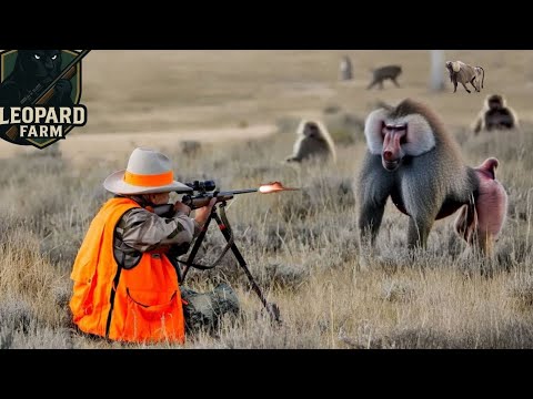 Видео: Нашествие обезьян: как южноафриканские охотники борются с тысячами агрессивных обезьян