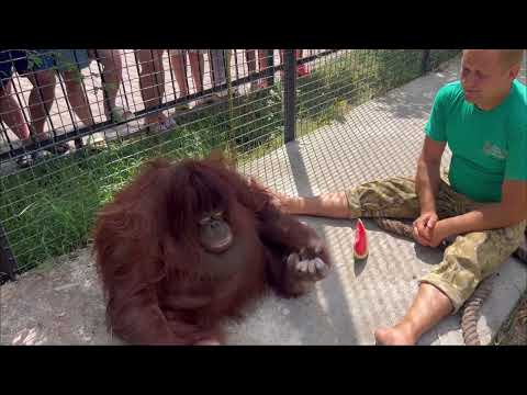 Видео: Олег Зубков навестил Дану с арбузом, а она без настроения