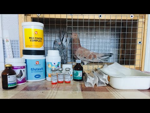 Видео: Вакцинация голубей против сальмонеллёза и болезни Ньюкасла вакциной Виросальм!