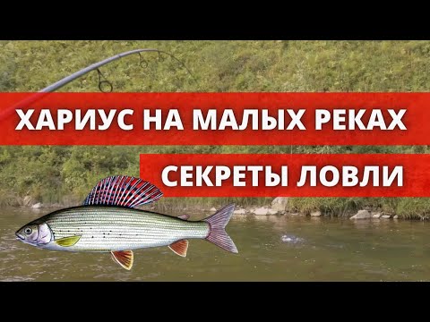 Видео: Секреты ловли хариуса на малых реках. Рыбалка на хариуса 2020.