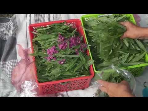 Видео: КАК ФЕРМЕНТИРОВАТЬ  ИВАН-ЧАЙ (КИПРЕЙ) БЫСТРО И КАЧЕСТВЕННО