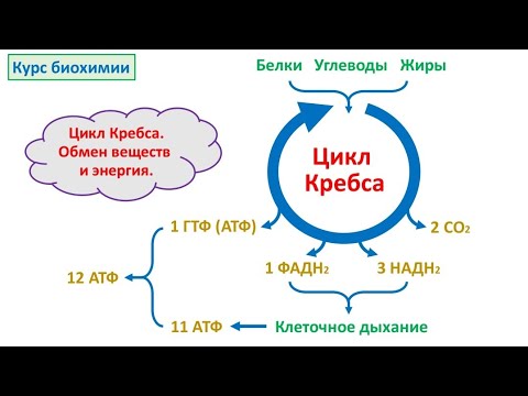 Видео: Цикл Кребса. Биохимия.