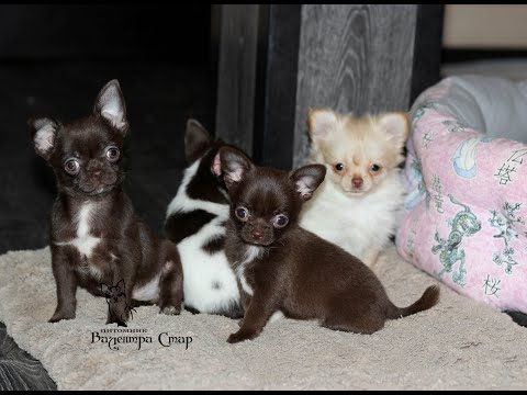 Видео: Обзор ЩЕНКОВ ЧИХУАХУА. Помёт от 8 10 2020