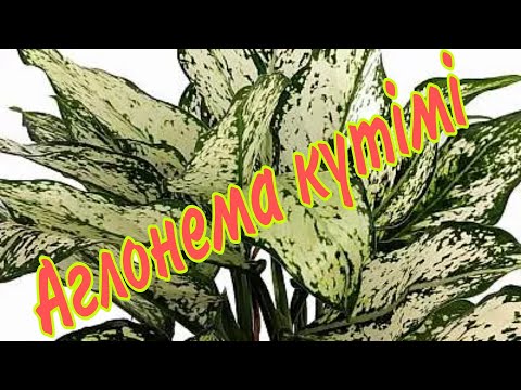 Видео: Агланема гүлінің күтімі. Үй гүлдерін күтіп баптау. Үй гүлдерін қалай тез өсіруге болады.Гүлдер әдемі