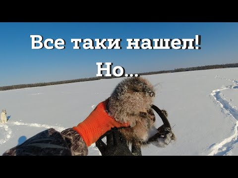 Видео: ОХОТА НА ОНДАТРА | НАШЕЛ ВСЕ ТАКИ! Но... | Разговор по душам | Обзор деревни | Отдых на природе