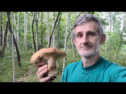 Видео: За грибами 2025