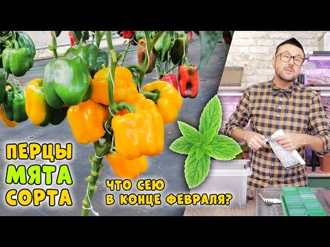 Видео: Когда же сеять сладкий перец/ Супер-сорта/ Комнатная мята