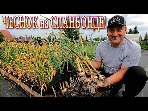 Видео: УРОЖАЙ Чеснока, ВЫРАЩЕННОГО  на СПАНБОНДЕ! #дача #сад