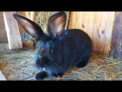 Видео: 🐰КРОЛИКИ🐇🐰ДЕРЕВНЯ⛪💒ГЕРМАНИЯ