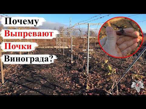 Видео: Почему ВЫПРЕВАЮТ ПОЧКИ при УКРЫТИИ ВИНОГРАДА Землей