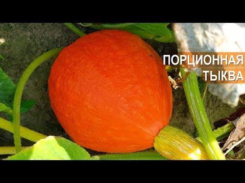 Видео: Зачем нужна порционная тыква Ишики Кари? КФХ Юрия Коровина, Калининградская область