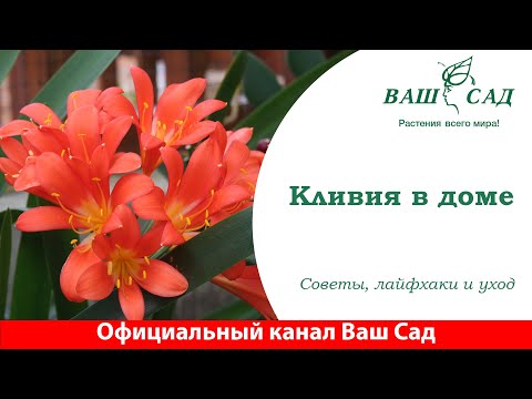 Видео: Кливия в доме, это очень просто. Советы по уходу от Ваш сад