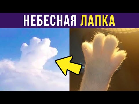 Видео: Приколы. НЕБЕСНАЯ ЛАПКА) | Мемозг #328