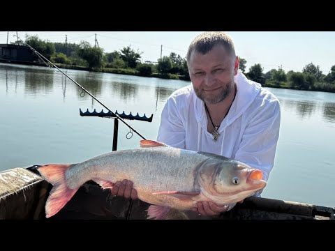 Видео: Секреты успешной рыбалки на толстолобика летом — Профессиональные методы и техники ловли.