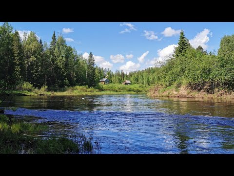 Видео: гостим в тайге