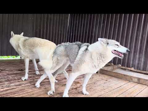 Видео: Близкий ИНБРИДИНГ 😱‼️