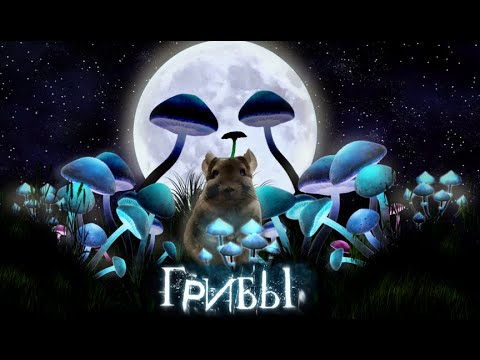 Видео: Грибок у ШИНШИЛЛ!(Лишаи) Микоз.