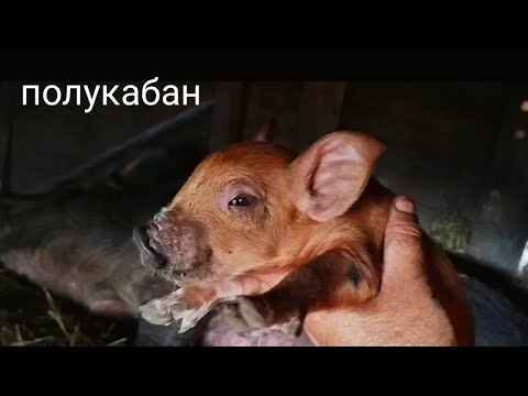 Видео: ТРУДОДЕНЬ В ДЕРЕВНЕ/ПРИПЛОД В ХОЗЯЙСТВЕ/ ПОРОСЯТА и УТЯТА/