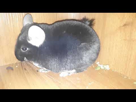 Видео: Очень Редкий и Очень Красивый Окрас Чёрный Жемчуг в нашем Питомнике!🙂👍