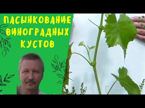 Видео: Пасынкование виноградных кустов