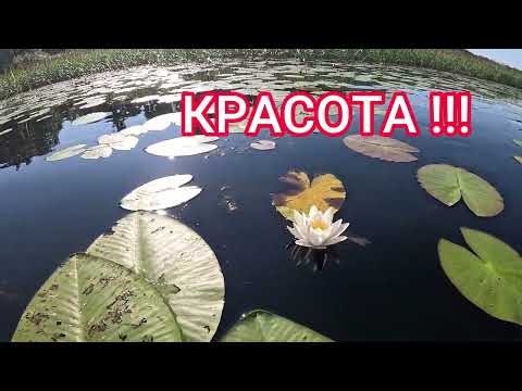 Видео: ЖАРА - РЫБА НЕ ХОЧЕТ КУШАТЬ - КУКАН ПУСТОЙ ! 04.08.2025 г.