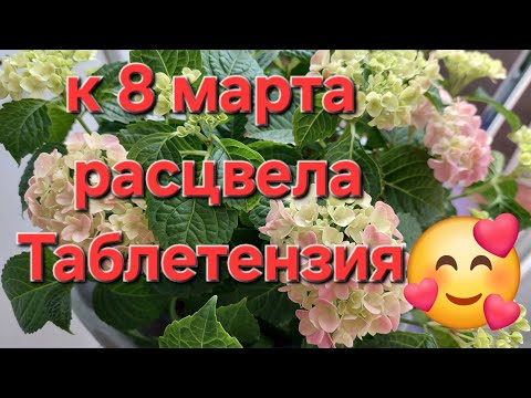 Видео: Цветение гортензии Таблетензия к 8 марта🌸