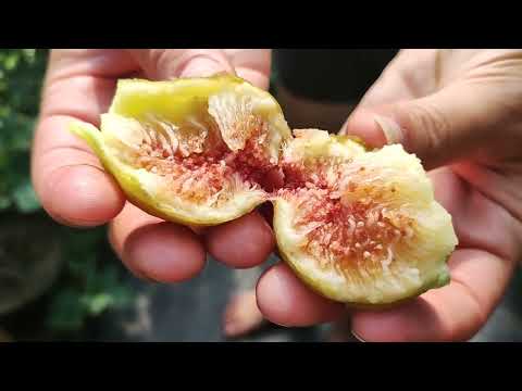 Видео: Инжир и хурма в теплице. Выращивание на севере. Figs & persimmons in a greenhouse. Northern growing.