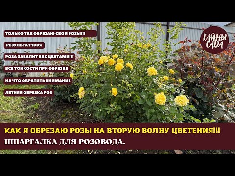 Видео: ТОЛЬКО ТАК ОБРЕЗАЮ РОЗЫ! РЕЗУЛЬТАТ 100%. РОЗЫ ЗАВАЛЯТ ВАС ЦВЕТАМИ. ПОЭТАПНАЯ ОБРЕЗКА С РЕЗУЛЬТАТОМ.