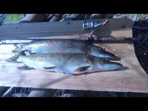 Видео: КТО КУДА А МЫ НА РЕЧКУ