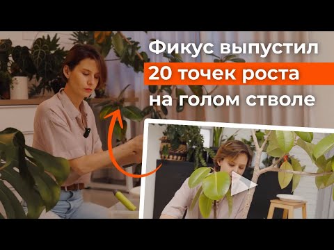 Видео: Фикус эластика: уход, пересадка, питание