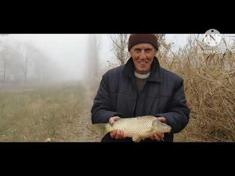 Видео: Сазан карас 👍