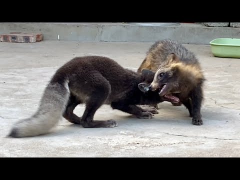 Видео: Вот очаровательная маленькая семья: лисичка 🦊, щенок 🐶 и медведь 🐻.