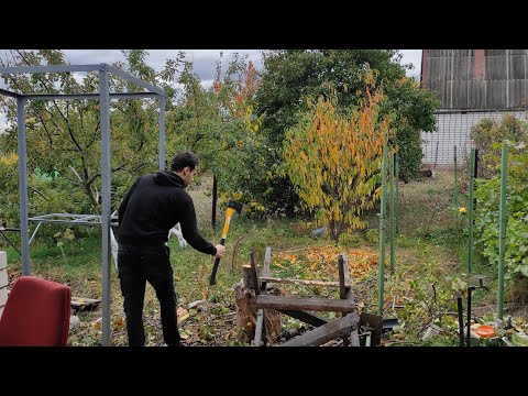 Видео: Пересадки роз продолжаются. Некоторые саженцы выглядят плохо. Слабая корневая, черные побеги роз. 
