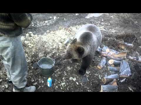 Видео: Медведь Гриня 9-я буровая. Оймякон.