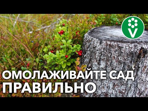 Видео: КАК ВЫКОРЧЕВАТЬ СТАРЫЙ КУСТ ИЛИ ДЕРЕВО БЕЗ ЛИШНИХ УСИЛИЙ? Советы биолога, разбор основных ошибок