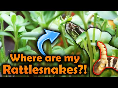 Видео: Подсолнухи захватили вольеры наших гремучих змей!